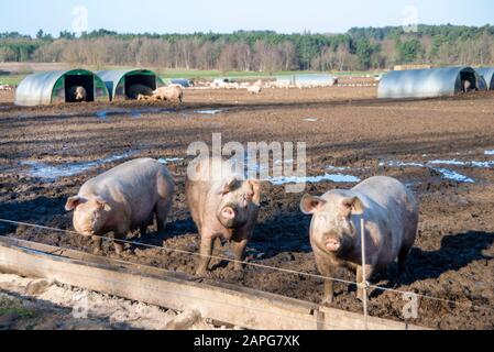 Organic pigs enjoy the sunshine outdoors in Suffolk. The free range farm allows the pigs to wallow in the mud while they sleep in nearby sheds. Many sows can be seen with Thetford Forest in the background. The breed is called Large White. Stock Photo