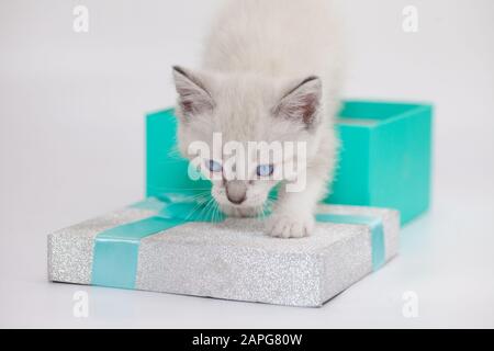 Cute cat climbs out of a gift box on a white background Stock Photo