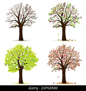 Four seasons trees vector Stock Vector