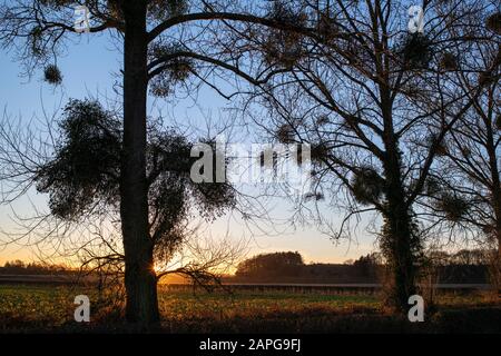 Viscum album. Mistletoe in a poplar tree in winter at sunset. Herefordshire, England. Silhouette Stock Photo