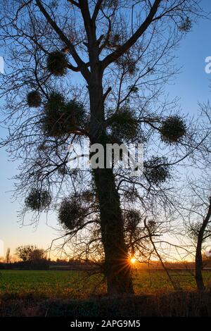 Viscum album. Mistletoe in a poplar tree in winter at sunset. Herefordshire, England. Silhouette Stock Photo