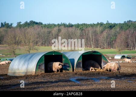 Organic pigs enjoy the sunshine outdoors in Suffolk. The free range farm allows the pigs to wallow in the mud while they sleep in nearby sheds. Many sows can be seen with Thetford Forest in the background. The breed is called Large White. Stock Photo