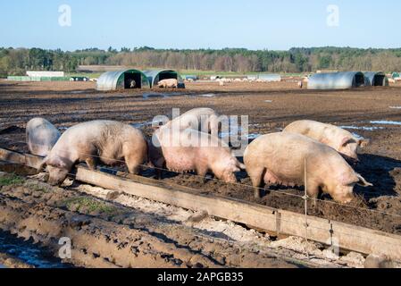 Organic pigs enjoy the sunshine outdoors in Suffolk. The free range farm allows the pigs to wallow in the mud while they sleep in nearby sheds. Many sows can be seen with Thetford Forest in the background. The breed is called Large White. Stock Photo