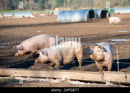 Organic pigs enjoy the sunshine outdoors in Suffolk. The free range farm allows the pigs to wallow in the mud while they sleep in nearby sheds. Many sows can be seen with Thetford Forest in the background. The breed is called Large White. Stock Photo