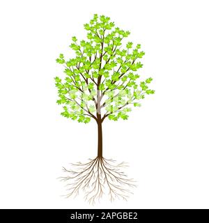 Green tree with leaves and roots isolated on white background vector Stock Vector