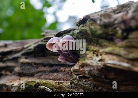 Selective focus shot of wood ear tree mushrooms growing Stock Photo