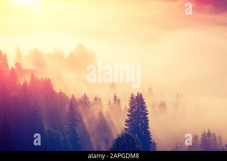 Majestic view of the woods glowing by sunlight at twilight. Dramatic and picturesque morning scene. Location place: Carpathian, Ukraine, Europe. Beaut Stock Photo