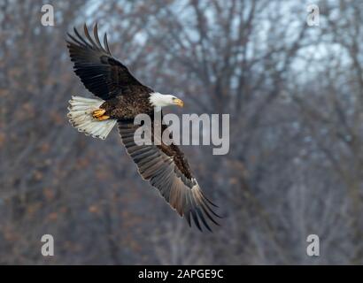 Bald eagle (Haliaeetus leucocephalus) flying through winter forest, Saylorville, Iowa, USA