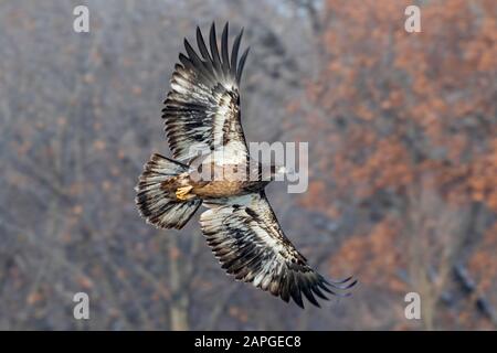 Bald eagle (Haliaeetus leucocephalus) young flying through autumn forest, Saylorville , Iowa, USA Stock Photo