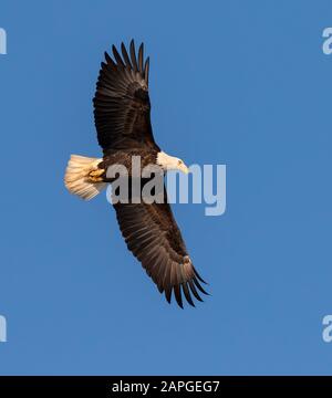 Bald eagle (Haliaeetus leucocephalus) adult soaring in blue sky, Saylorville , Iowa, USA Stock Photo