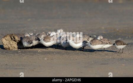 Sanderlings (Calidris alba) hiding from strong wind behind a piece of drift wood at the ocean beach, Galveston, Texas, USA Stock Photo