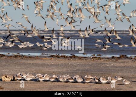 Sanderlings (Calidris alba) hiding from strong wind behind a piece of drift wood at the ocean beach, Galveston, Texas, USA Stock Photo