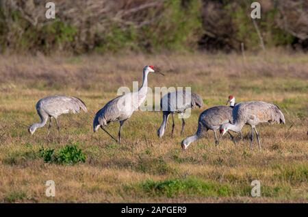 Group of sandhill cranes (Antigone canadensis) feeding on meadow while one is watching the vicinity, Galveston, Texas, USA Stock Photo