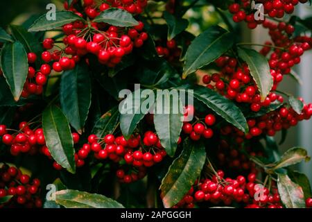 Red fruits of ardisia crenata or coral berrie in Japanese winter / Christmas berry Stock Photo