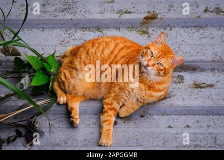 cat lying  on the floor / ginger cat beautiful Stock Photo