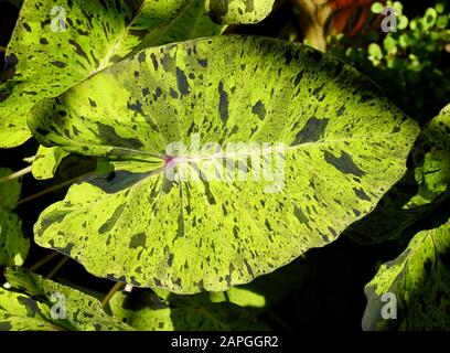 Beautiful green pattern on Mojito Elephant Ear Plant Colocasia Stock Photo