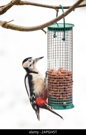 A great spotted woodpecker feeding on a bird feeder in the snow hanging on a tree in winter time Stock Photo