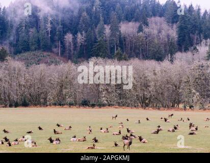 Landscape of a field with deers on the lawn surrounded by forests covered in the fog Stock Photo