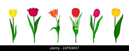 Colorful tulips set isolated on white background. Vector illustration Stock Vector
