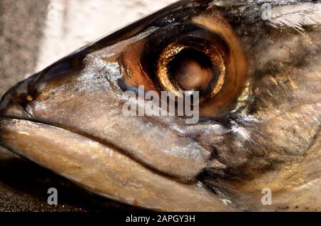 Fresh mackerel - head Stock Photo