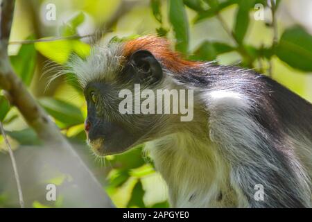 An endangered Zanzibar red colobus monkey (Piliocolobus kirkii), sitting on a tree at Jozani forest, Zanzibar Stock Photo