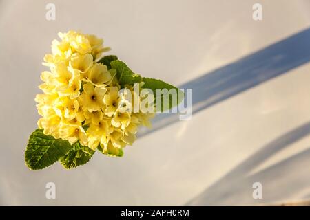 Easter concept. Bouquet of Primrose Primula with yellow flowers in glass vase on white backdrop. Inspirational natural floral spring or summer blooming background. Copy space Stock Photo