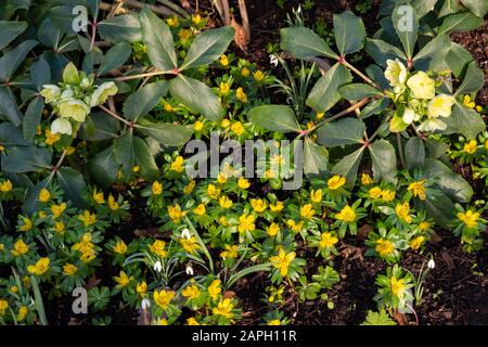 Winter Aconites (Elanthis hyemalis), small yellow flowers blooming in January Stock Photo
