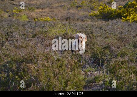 A very happy, hairy, sandy coloured (apricot / blonde) cockapoo dog running in heather in the countryside. Mouth open and tongue out. Gorse bushes in Stock Photo
