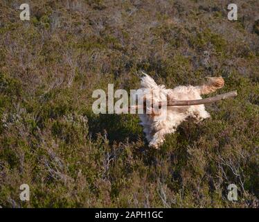 A Cockapoo dog with long, messy sandy coloured hair (blonde / apricot) running through heather in the countryside, holding a big stick in its mouth, v Stock Photo