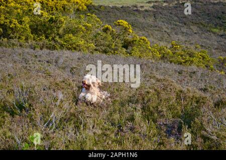 A very happy, hairy, sandy coloured (apricot / blonde) cockapoo dog jumping in the deep heather in the countryside. Mouth open and tongue out. Gorse b Stock Photo