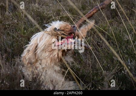 A small, hairy, sandy coloured (apricot / blonde) cockapoo dog holding a stick in its mouth, surrounded by grass and heather. Jaw open, savage teeth a Stock Photo