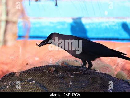 Black Carrion Crow (Corvus corone) perched on fish net and looking for food on sunny day Stock Photo