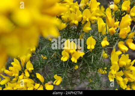 The lovely little yellow flowers on a gorse bush (Ulex europaeus). Dark green, spiky thorns on branches beneath Stock Photo