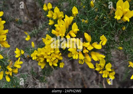 The lovely little yellow flowers on a gorse bush (Ulex europaeus). Dark green, spiky thorns on branches beneath Stock Photo