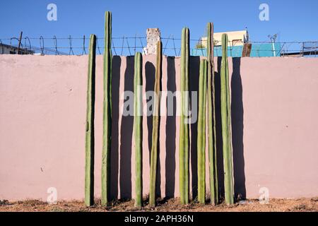 Set of Mexican fencepost cactus (Pachycereus marginatus) along sidewalk, backed by concrete wall Stock Photo