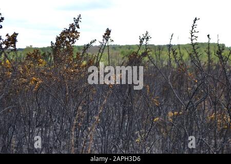 Burnt gorse bushes (Ulex europaeus) in countryside after a fire. Black, burned branches and trunks; ash on the ground; some yellow flowers still flowe Stock Photo