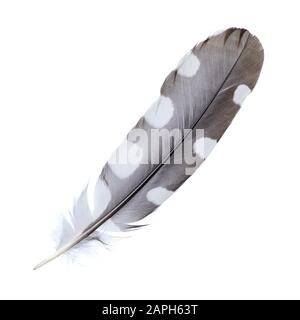 Bird feather isolated on white background Stock Photo