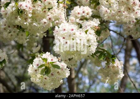 Prunus 'Ukon' blossom. Japanese flowering cherry tree. Stock Photo