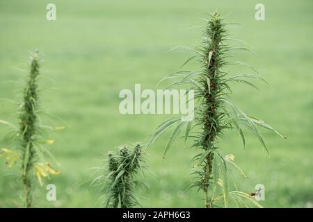 Cannabis hemp plants on the field Stock Photo
