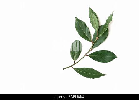 branch of fresh bay laurel leaves isolated on white background. Copy space. Flat lay. Stock Photo
