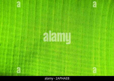 Green banana leaf background picture. Green backgrounds and templates. Stock Photo