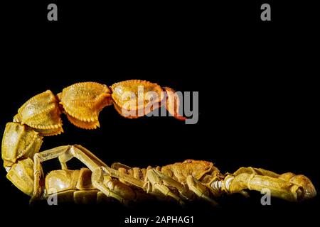 desert yellow scorpion sting Stock Photo