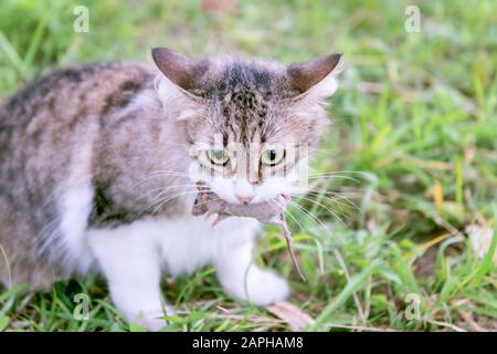 Domestic house cat holding small mouse in mouth looking outdoor grass hunting Stock Photo