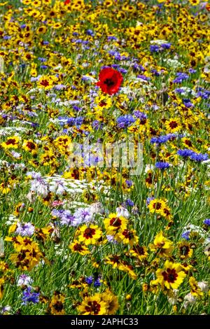 Yellow Coreopsis blooming in the garden Stock Photo - Alamy