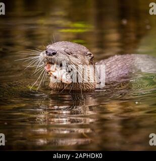 The Asian Short-Clawed Otter (Amblonyx cinereus) Fishing Stock Photo