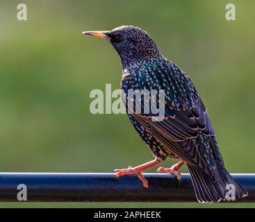 Common European Starling (Sturnus vulgaris) Perched on a Pole Stock Photo