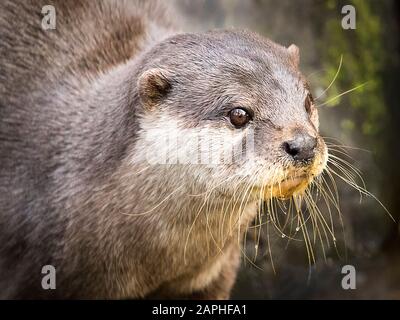 The Asian Short-Clawed Otter (Amblonyx cinereus) Fishing Stock Photo