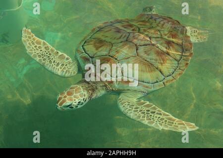 Green sea turtle Stock Photo