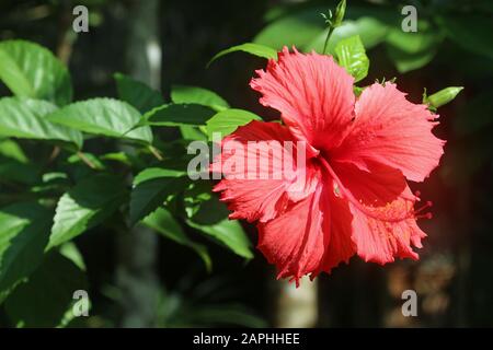 Hibiscus rosa-chinensis Stock Photo