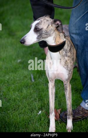 Whippet Stock Photo